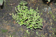 Peperomia tetraphylla